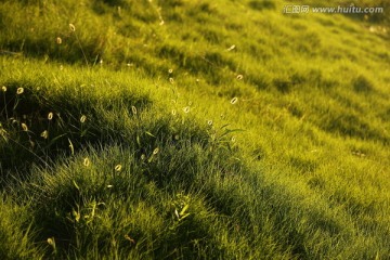 夕阳草地