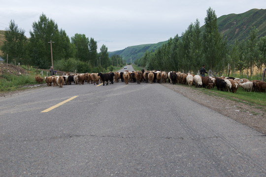 公路上的羊群