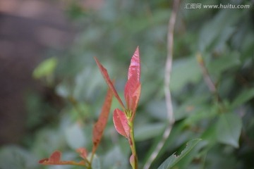 红色嫩芽