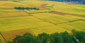 稻田