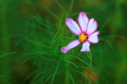 格桑花