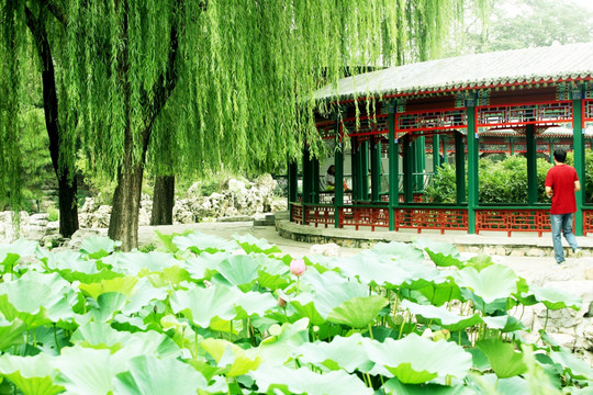 荷花 北京动物园 莲塘