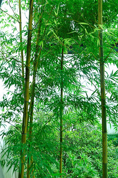 园林观赏竹子