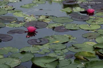 莲花