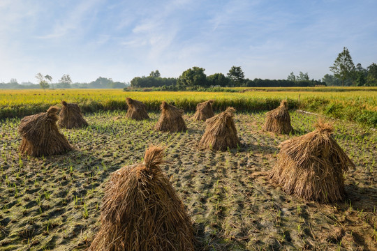 水稻草堆
