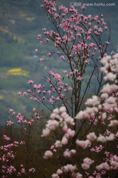 辛夷花