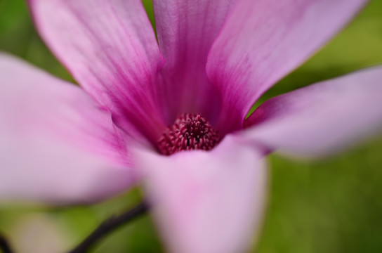 花蕊 花心花