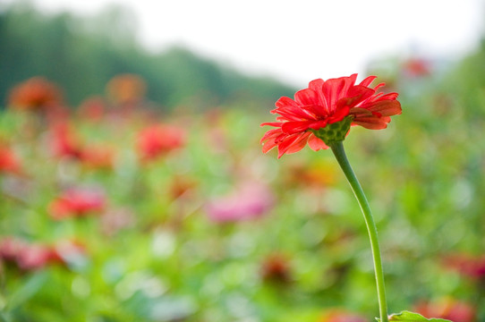 红色菊花