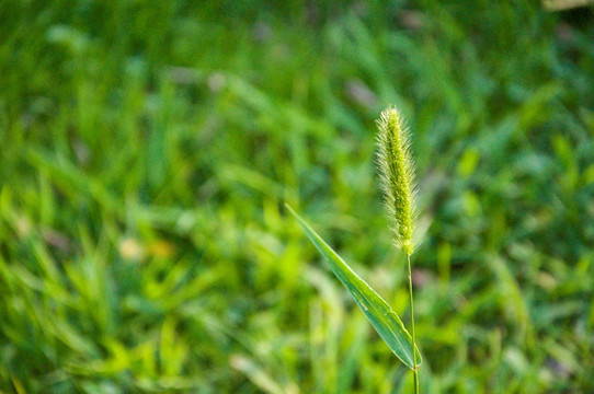 毛毛草