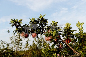 苹果树 苹果园