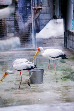鹤 鸟类 动物园