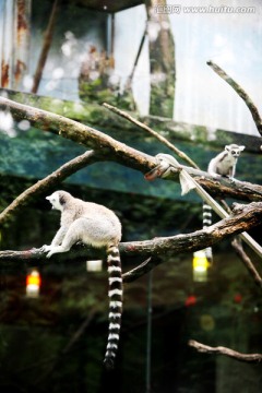 猴 长尾 北京动物园 动物