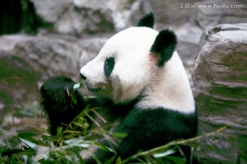 熊猫 国宝 北京动物园 动物