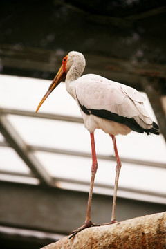 黄嘴鹮鹳 北京动物园 鸟