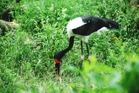 鞍嘴鹳 北京动物园 鸟类