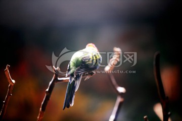 鹦鹉 北京动物园 鸟类