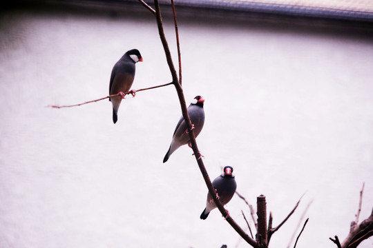 小鸟 枝头 北京动物园