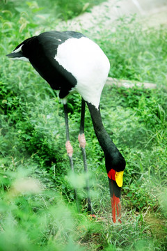 鞍嘴鹳 北京动物园 鸟类