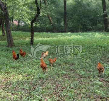 林中散养鸡