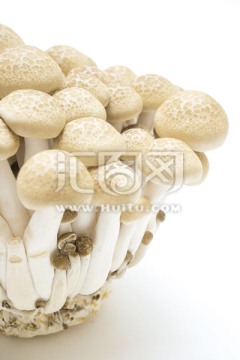 真姬菇 蘑菇