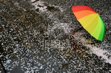 落花和彩虹伞