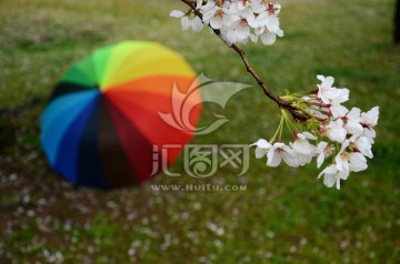 樱花和彩虹伞