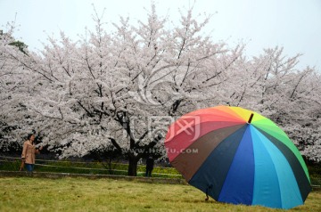 樱花和彩虹伞