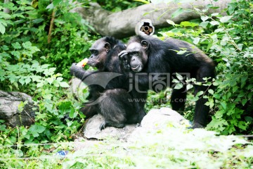 大猩猩 北京动物园 黑色