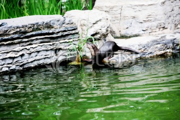 水獭 北京动物园 动物