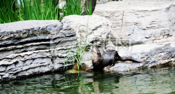 水獭 北京动物园 动物