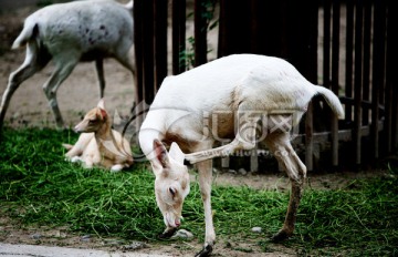 白鹿 北京动物园 养殖