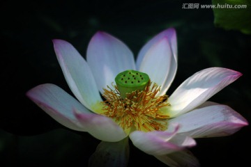 荷花