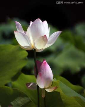 荷花