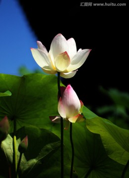 荷花