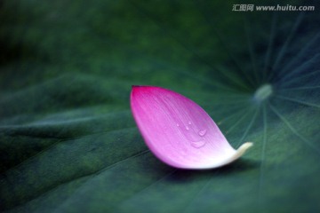 荷花 花瓣