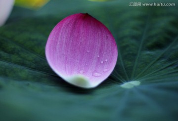 荷花 花瓣
