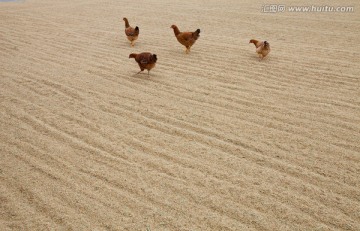 打谷场 土鸡