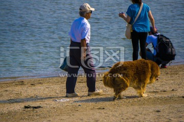 沙滩散步 遛狗