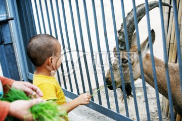 喂羊 北京动物园 儿童