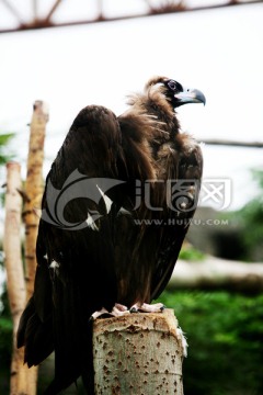 鹰 北京动物园 动物世界