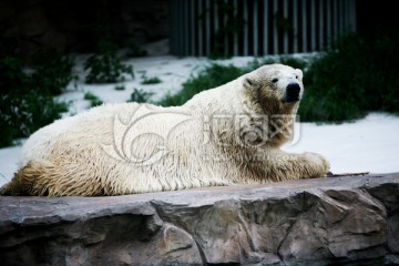 北极熊 北京动物园 动物