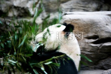 大熊猫 北京动物园 竹子