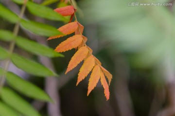叶子