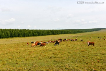 草原牧牛