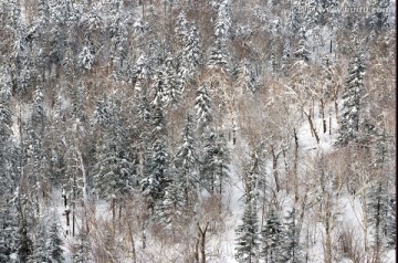 雪乡风光