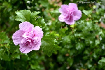 雨中花