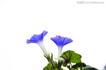 牵牛花