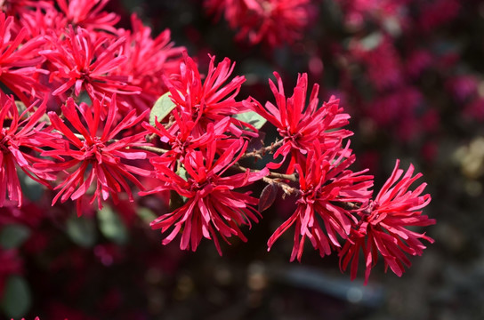 红色花卉