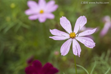 波斯菊