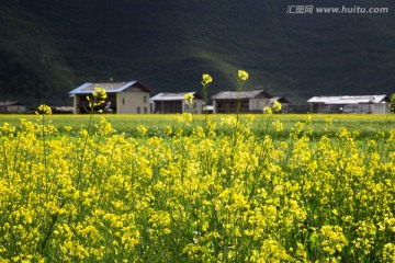 油菜花